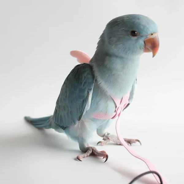 parrot flying harness leash 7