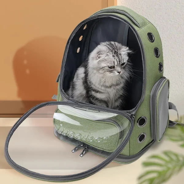 Cat in carrier backpack